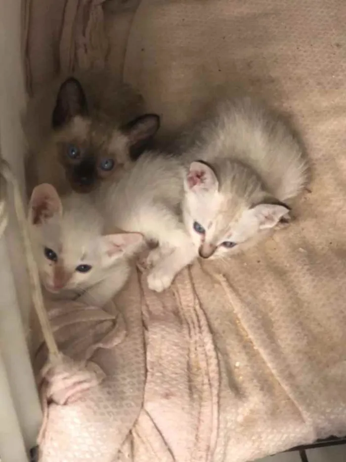 Gato ra a  idade 2 a 6 meses nome Amora , tapioca 