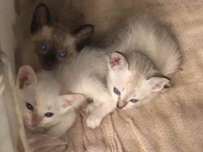 Gato ra a  idade 2 a 6 meses nome Amora , tapioca 
