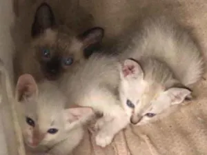 Gato raça  idade 2 a 6 meses nome Amora , tapioca 