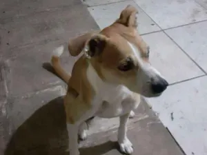 Cachorro raça SRD-ViraLata idade 3 anos nome Brutinho