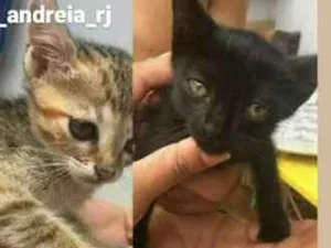 Gato raça 1 macho 2 fêmeas idade 2 a 6 meses nome sem nome