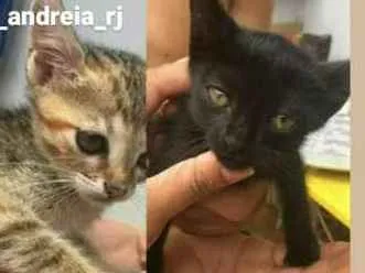 Gato ra a 1 macho 2 fêmeas idade 2 a 6 meses nome sem nome