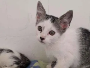 Gato raça SRD-ViraLata idade 2 a 6 meses nome TOY