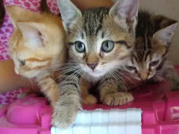 Gato ra a Sem raça definida idade Abaixo de 2 meses nome Sem nome