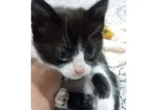 Gato raça Gato idade Abaixo de 2 meses nome Nem nome