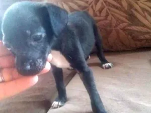 Cachorro raça sem raça definida idade Abaixo de 2 meses nome sem nome