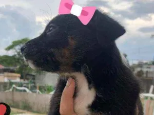 Cachorro raça Vira lata idade Abaixo de 2 meses nome Ainda não tem nomes