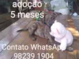 Tigrinho