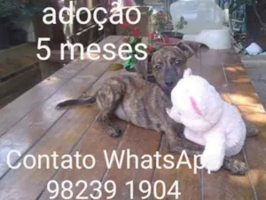 Cachorro raça Srd idade 2 a 6 meses nome Tigrinho