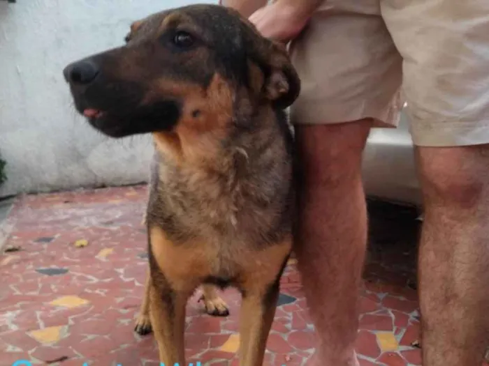 Cachorro ra a Srd idade 5 anos nome Chico