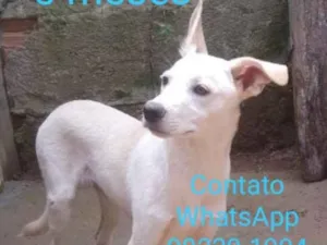 Cachorro raça Srd idade 2 a 6 meses nome Bandit