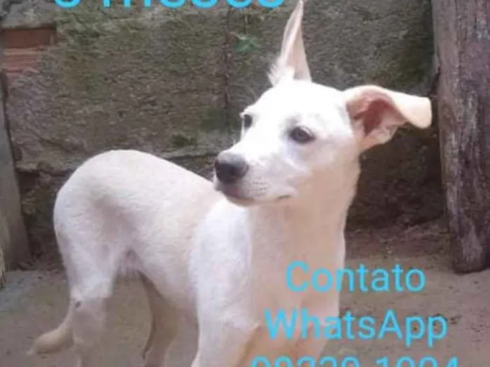 Cachorro ra a Srd idade 2 a 6 meses nome Bandit