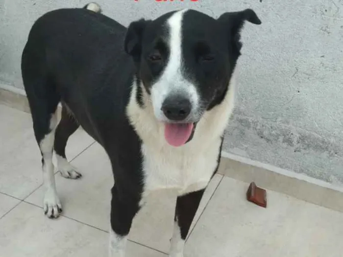 Cachorro ra a Srd idade 1 ano nome Hannah