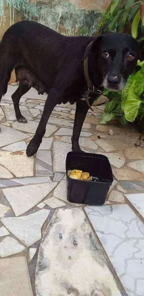 Cachorro ra a SRD idade 5 anos nome Baby