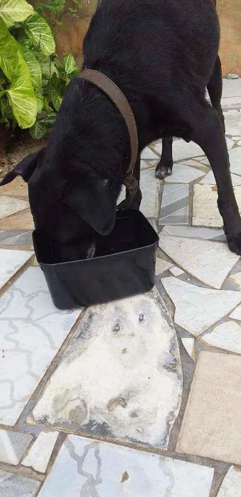 Cachorro ra a SRD idade 5 anos nome Baby