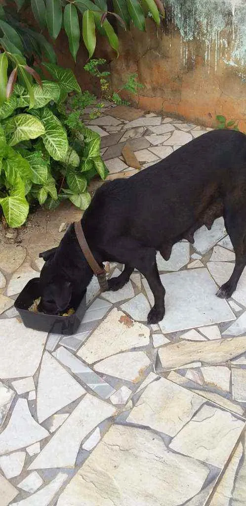 Cachorro ra a SRD idade 5 anos nome Baby