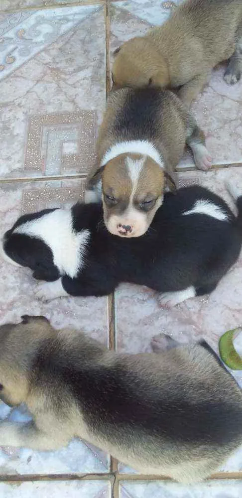 Cachorro ra a SRD idade 5 anos nome Baby