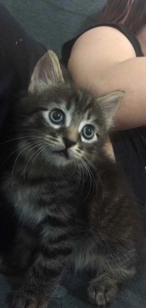 Gato ra a Indefinida  idade Abaixo de 2 meses nome Não tem nome 