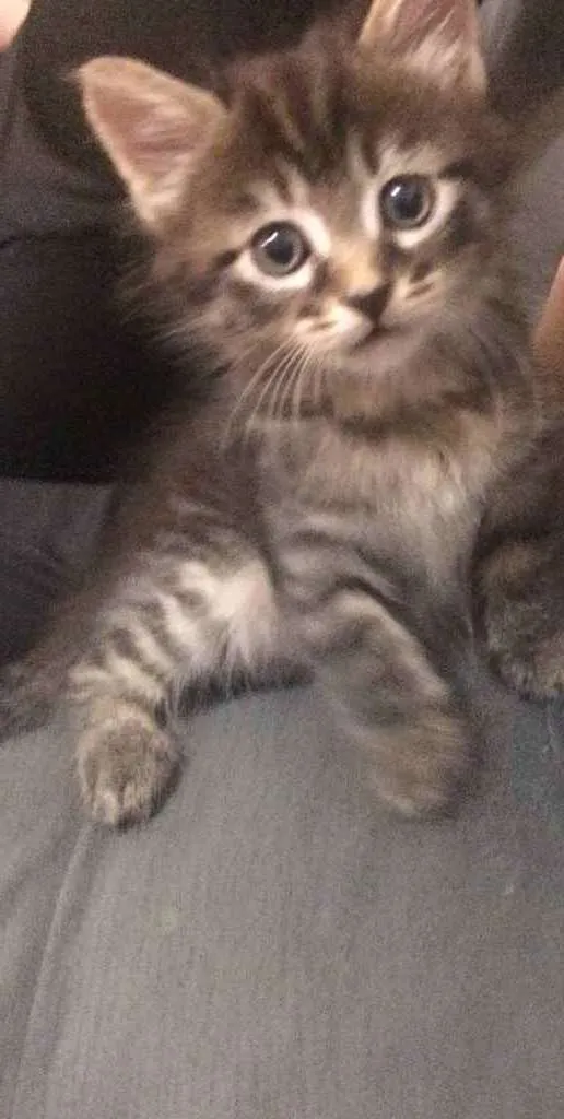 Gato ra a Indefinida  idade Abaixo de 2 meses nome Não tem nome 