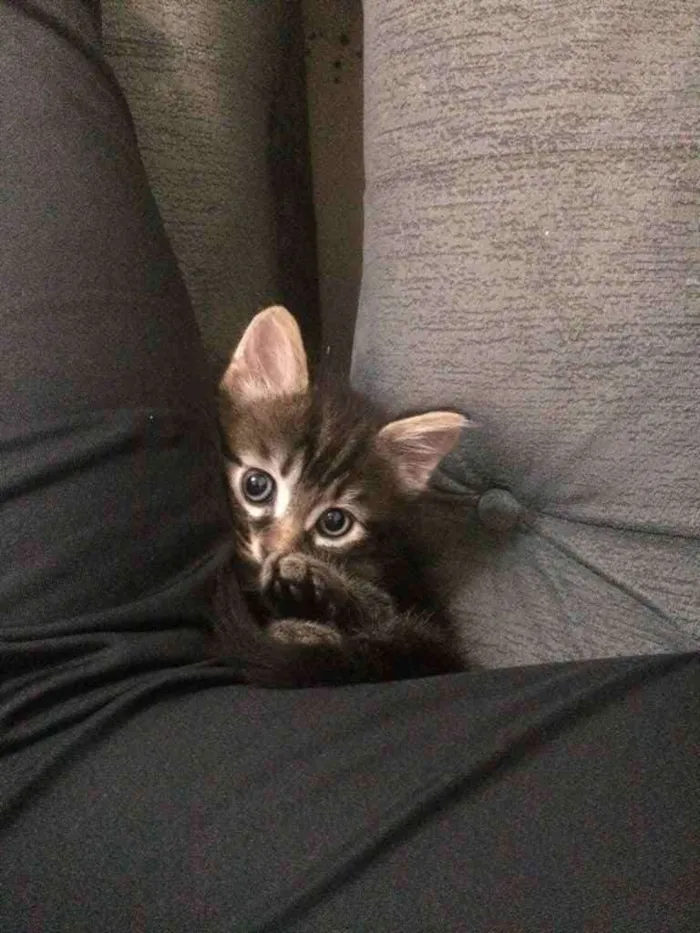 Gato ra a Indefinida  idade Abaixo de 2 meses nome Não tem nome 