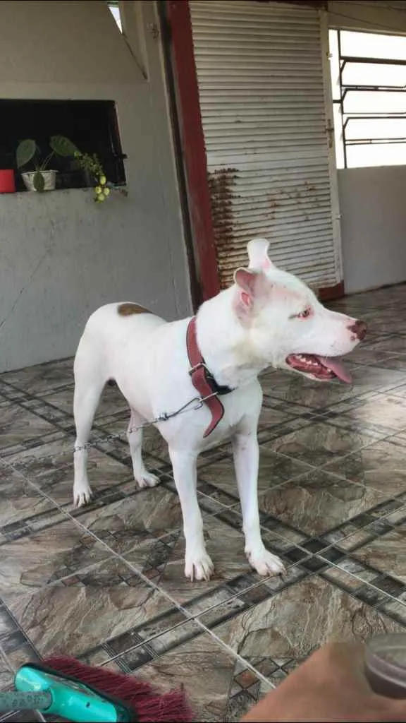 Cachorro ra a Cruza com pitbull  idade 1 ano nome Zeus