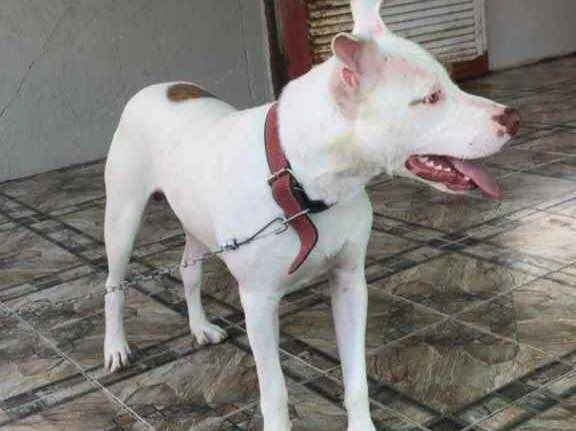 Cachorro ra a Cruza com pitbull  idade 1 ano nome Zeus