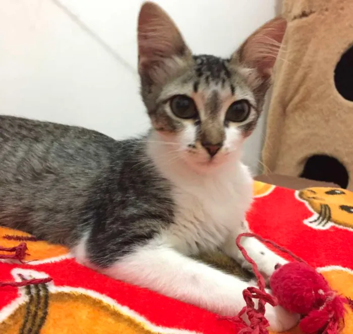 Gato ra a SRD-ViraLata idade 2 a 6 meses nome PEDRITA