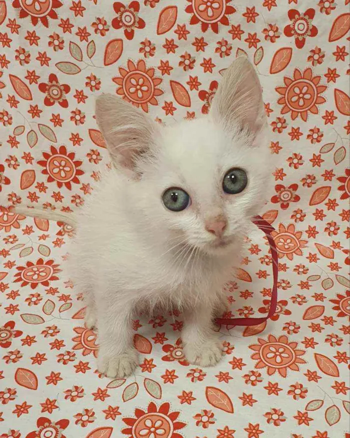 Gato ra a SRD idade 2 a 6 meses nome MARIE