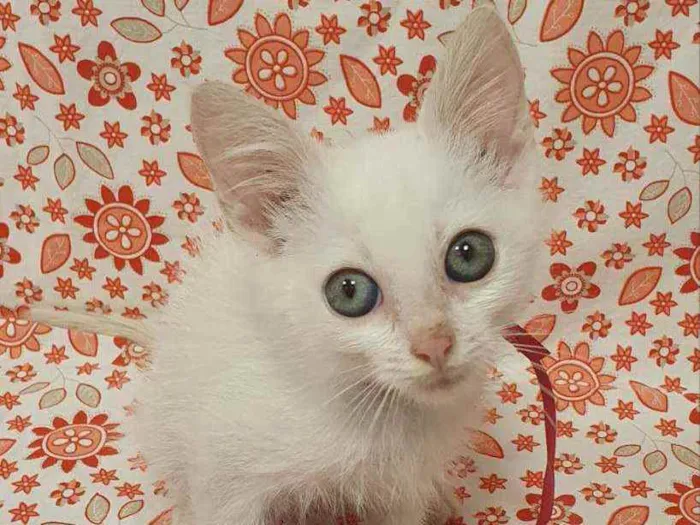 Gato ra a SRD idade 2 a 6 meses nome MARIE