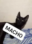 Chaninhos