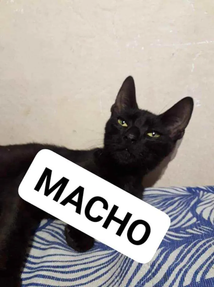 Gato raça Vira lata idade 2 a 6 meses nome Chaninhos