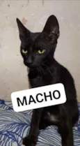 Chaninhos