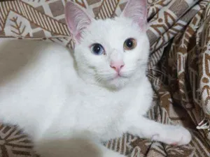 Gato raça Vira-lata  idade 2 a 6 meses nome Mia