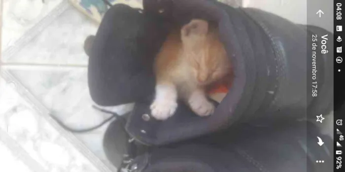 Gato raça Srd idade 2 a 6 meses nome Botinha