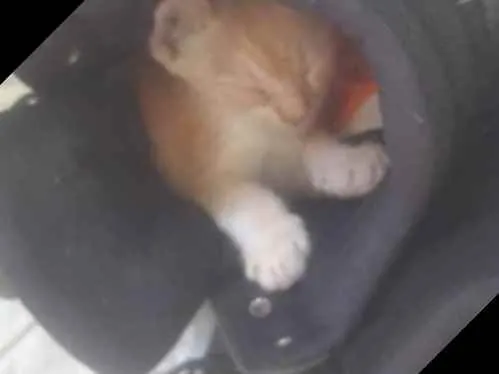 Gato raça Srd idade 2 a 6 meses nome Botinha