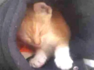 Gato raça Srd idade 2 a 6 meses nome Botinha