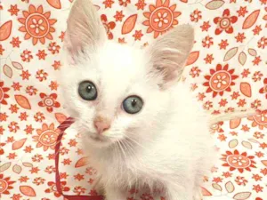 Gato raça SRD idade 2 a 6 meses nome MARIE