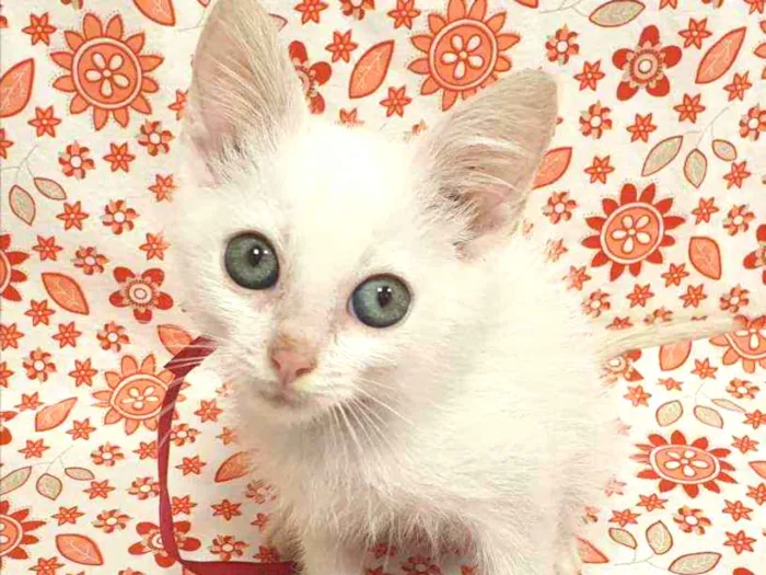 Gato ra a SRD idade 2 a 6 meses nome MARIE