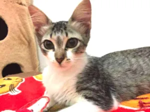 Gato raça SRD-ViraLata idade 2 a 6 meses nome PEDRITA