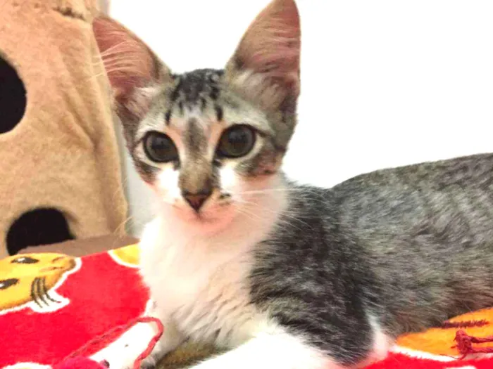 Gato ra a SRD-ViraLata idade 2 a 6 meses nome PEDRITA
