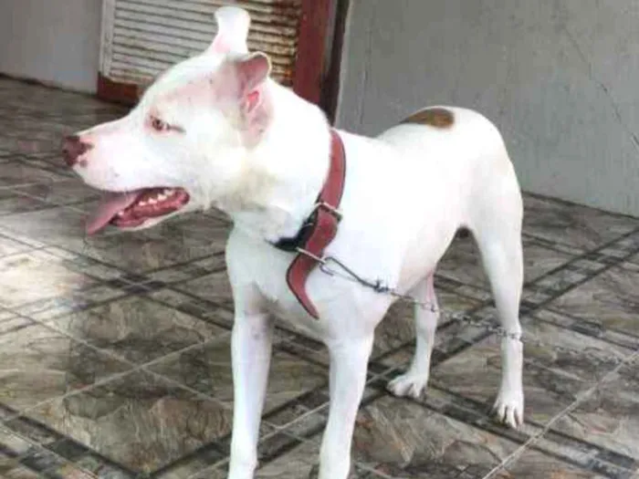 Cachorro ra a Cruza com pitbull  idade 1 ano nome Zeus