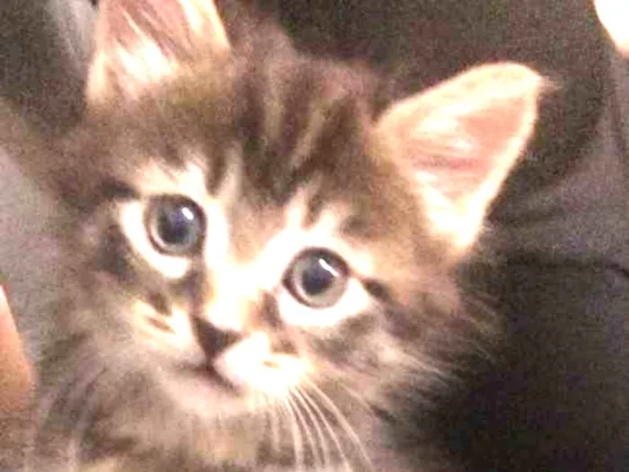 Gato ra a Indefinida  idade Abaixo de 2 meses nome Não tem nome 