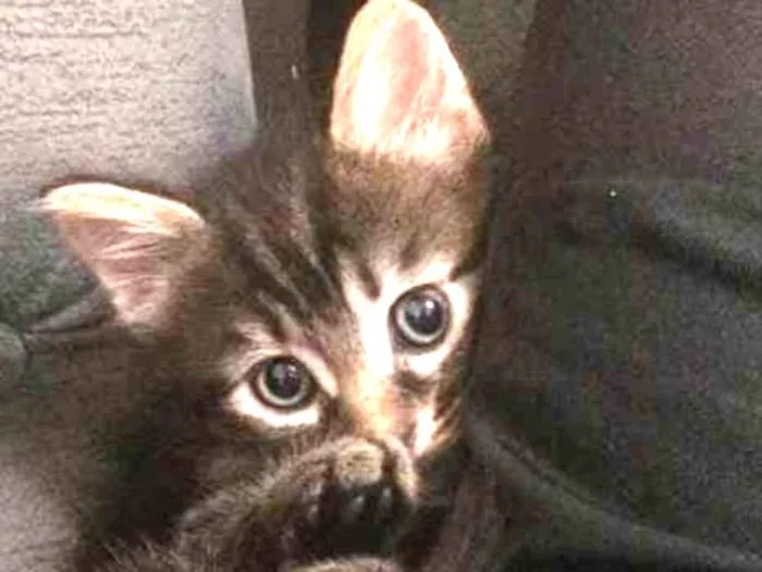 Gato ra a Indefinida  idade Abaixo de 2 meses nome Não tem nome 