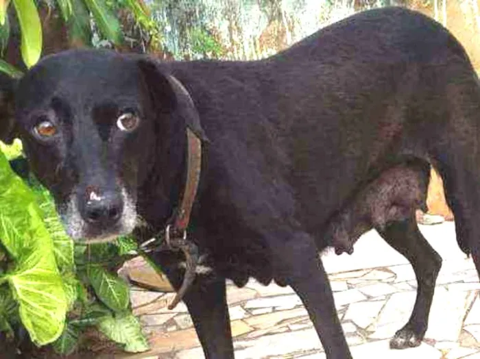Cachorro ra a SRD idade 5 anos nome Baby