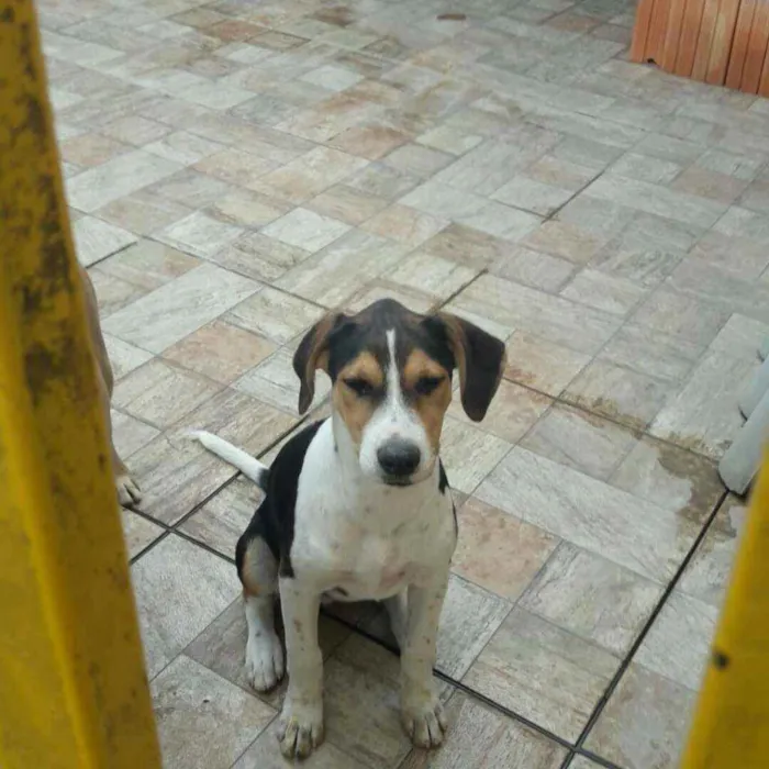 Cachorro ra a Fox paulistinha idade 2 a 6 meses nome Mel