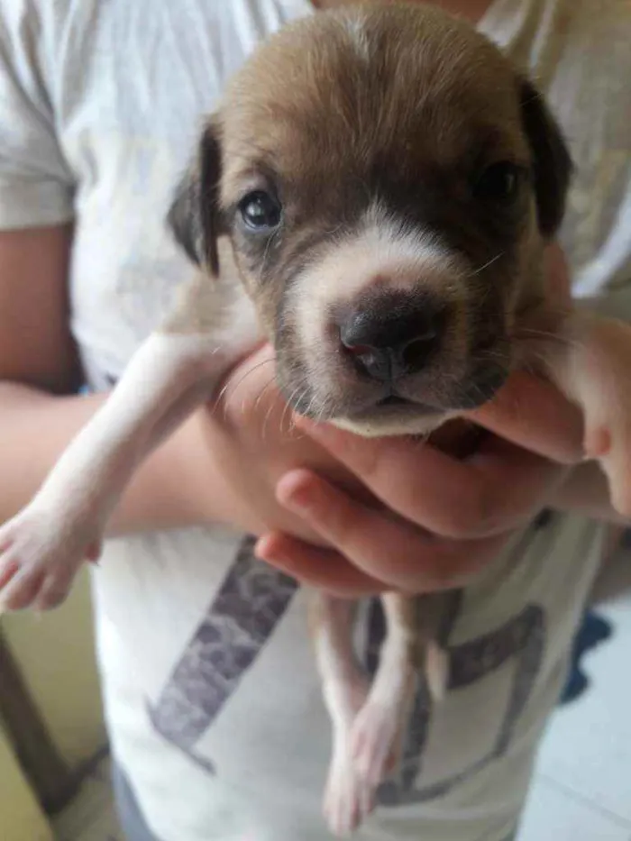 Cachorro ra a Vira-lata  idade Abaixo de 2 meses nome Filhotes