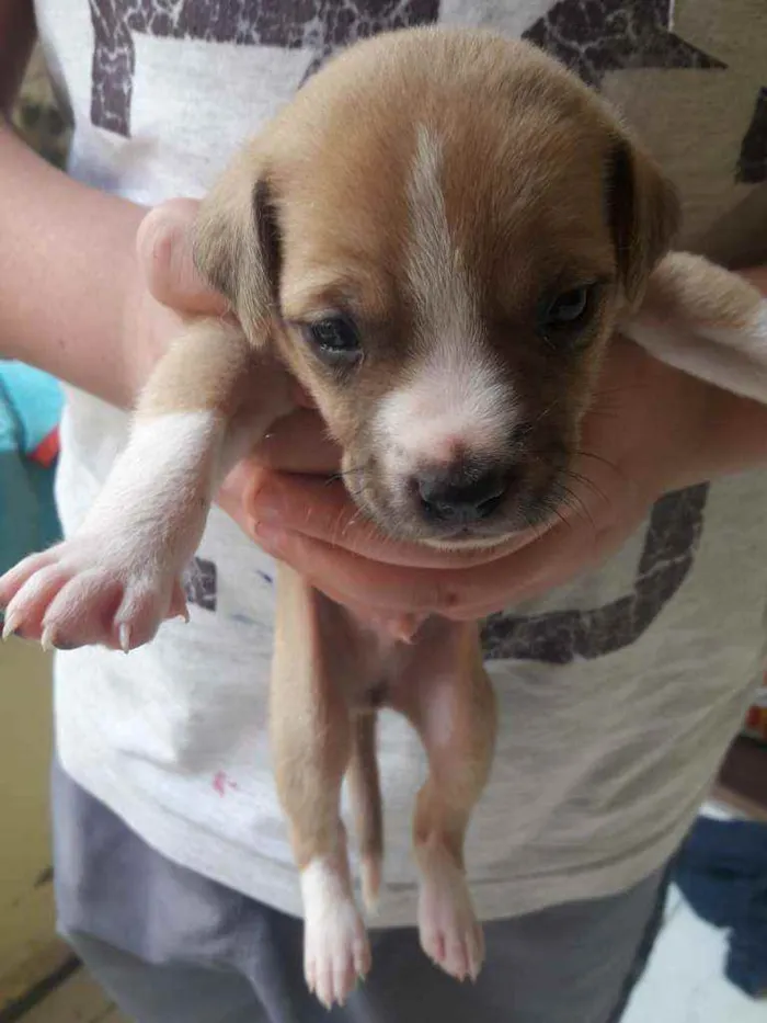 Cachorro ra a Vira-lata  idade Abaixo de 2 meses nome Filhotes