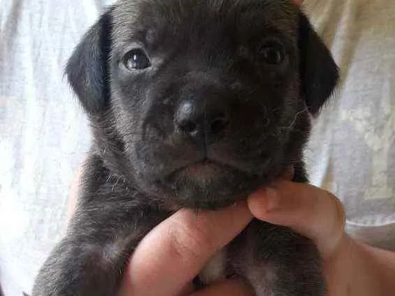 Cachorro ra a Vira-lata  idade Abaixo de 2 meses nome Filhotes