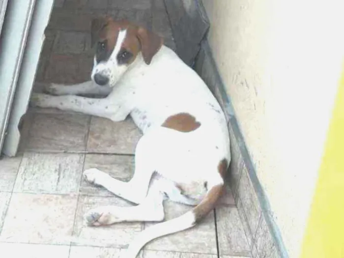 Cachorro ra a Fox paulistinha idade 2 a 6 meses nome ##