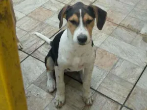 Cachorro raça Fox paulistinha idade 2 a 6 meses nome Mel